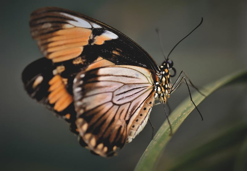 Butterfly Safeguard